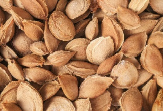 Медик попередила про шкоду абрикосових кісточок