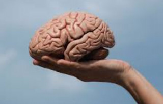 Німці дізналися про наш мозок дещо несподіване