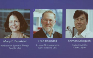 Названо лауреатів Нобелівської премії-2025 з медицини та фізіології