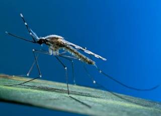 В Бразилии запустили очень необычную фабрику