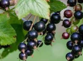 Стало известно о небывалой пользе черной смородины