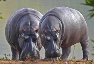 Оказывается, в Германии раньше жили… бегемоты
