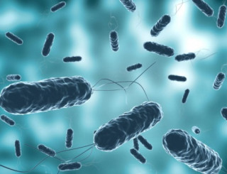 Австралійці дізналися, чи здатні бактерії пережити космічні подорожі