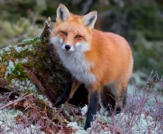 В Конча-Заспе выявлено бешенство