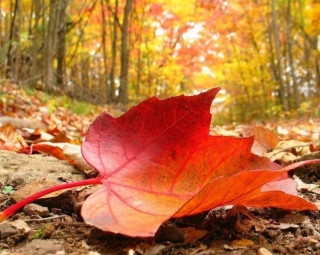 У вихідні на українців очікує сумна погода