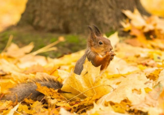 Синоптики інформували про невелике потепління в Україні