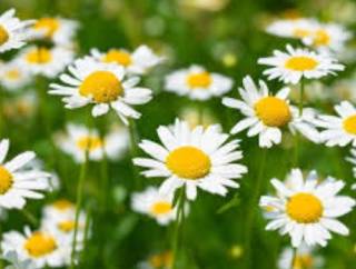 Ученые рассказали о небывалой пользе ромашки