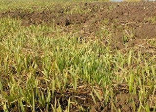 Українцям розповіли про темпи посіву озимих культур