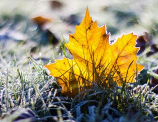 Українцям розповіли, в яких областях незабаром очікуються заморозки