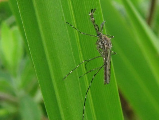 На території Ісландії вперше в історії виявили… комарів