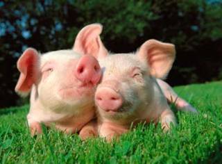 Шотландцы генетически модифицировали свиней, чтобы решить важную проблему
