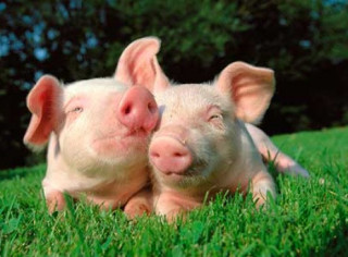 Шотландці генетично модифікували свиней, щоб вирішити важливу проблему
