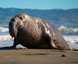 В Австралії зафіксовано масовий відмінок морських слонів