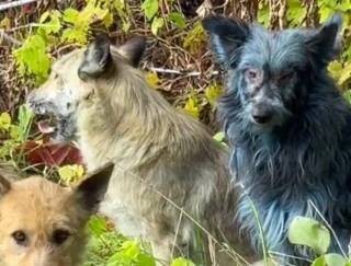 В Чернобыльской зоне заметили очень странных собак