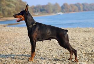 Стало известно, способны ли собаки чувствовать человеческий страх