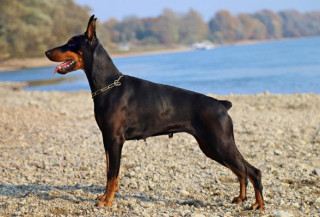 Стало відомо, чи здатні собаки відчувати людський страх