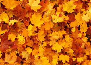 Українцям розповіли, якою буде погода в останні дні жовтня