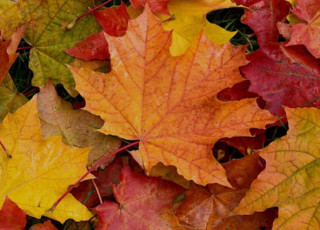 Українцям розповіли, яка погода чекає на них на стику жовтня та листопада