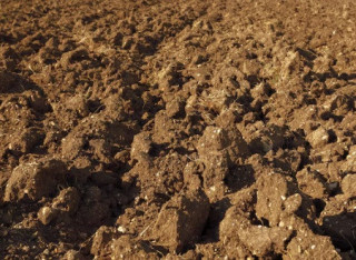 У землі виявили… пам'ять