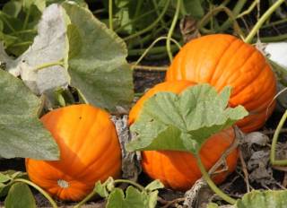 Японцы поведали об опасности некоторых овощей