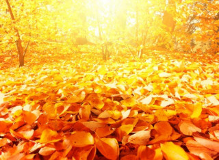 Українцям розповіли, якою буде погода у перші дні листопада