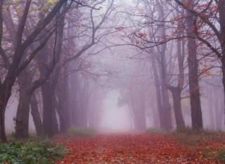 В ближайшие дни украинцев ждет туманная погода