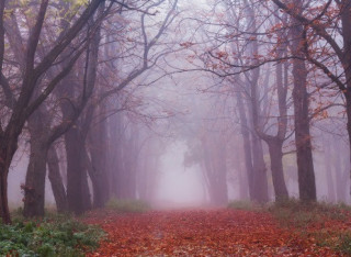 Найближчими днями на українців чекає туманна погода