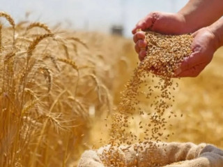 Цього року в Україні очікується багатий урожай