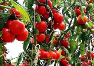 Японцы объяснили, почему следует регулярно есть томаты