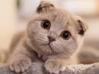 Австралійці розповіли, як спілкуватися з кішками