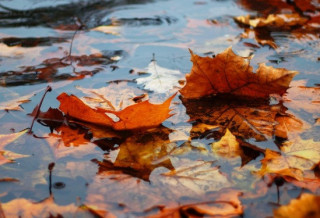 Українців чекає дощова та туманна погода