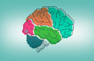 Німці дізналися про наш інтелект щось нове