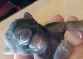 У Бразилії народилося страшне кошеня-мутант