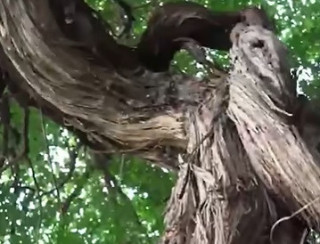 Виявлено найстарішу виноградну лозу у світі