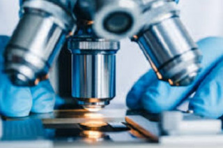 У Шотландії знайдено гриб, якому 407 мільйонів років