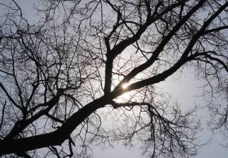 Жителей Киева и области предупредили о сильнейшем ветре