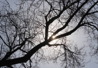 Жителів Києва та області попередили про сильний вітер