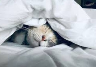 Вчені створили… архів снів