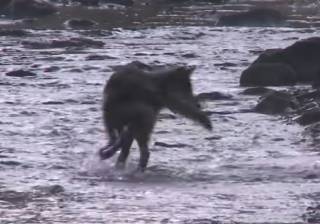 В Канаде заметили ну очень умного волка