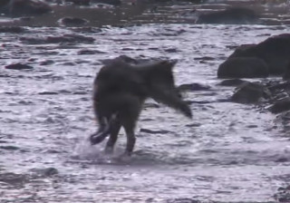 У Канаді помітили дуже розумного вовка