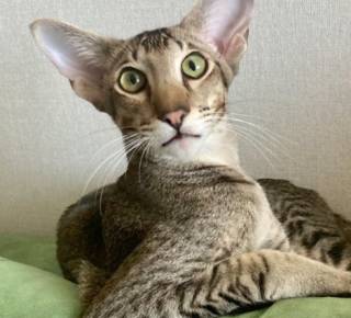 Минусы ориентальных кошек: 5 причин отказаться от покупки