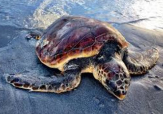 Американці дізналися про черепахи дещо дивне