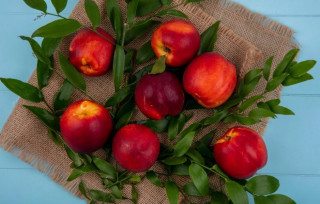 Хорус – надежная защита сада от грибковых болезней