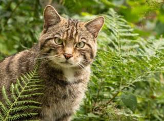 В Новой Зеландии объявили тотальную войну диким кошкам