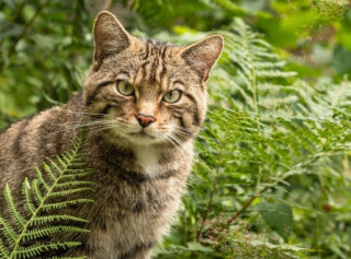 У Новій Зеландії оголосили тотальну війну диким кішкам