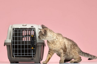 Тканевые или пластиковые: какие сумки для переноски котов лучше?