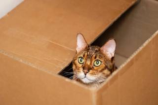 В Германии произошел странный инцидент с кошкой