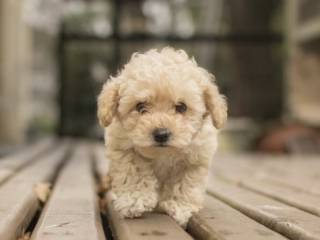 Американцы нашли бактерию, которой собаки могут заражать человека