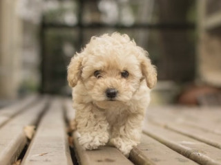 Американці знайшли бактерію, якою собаки можуть заражати людину