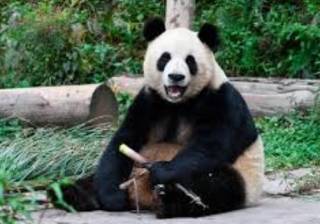 Япония останется без панд